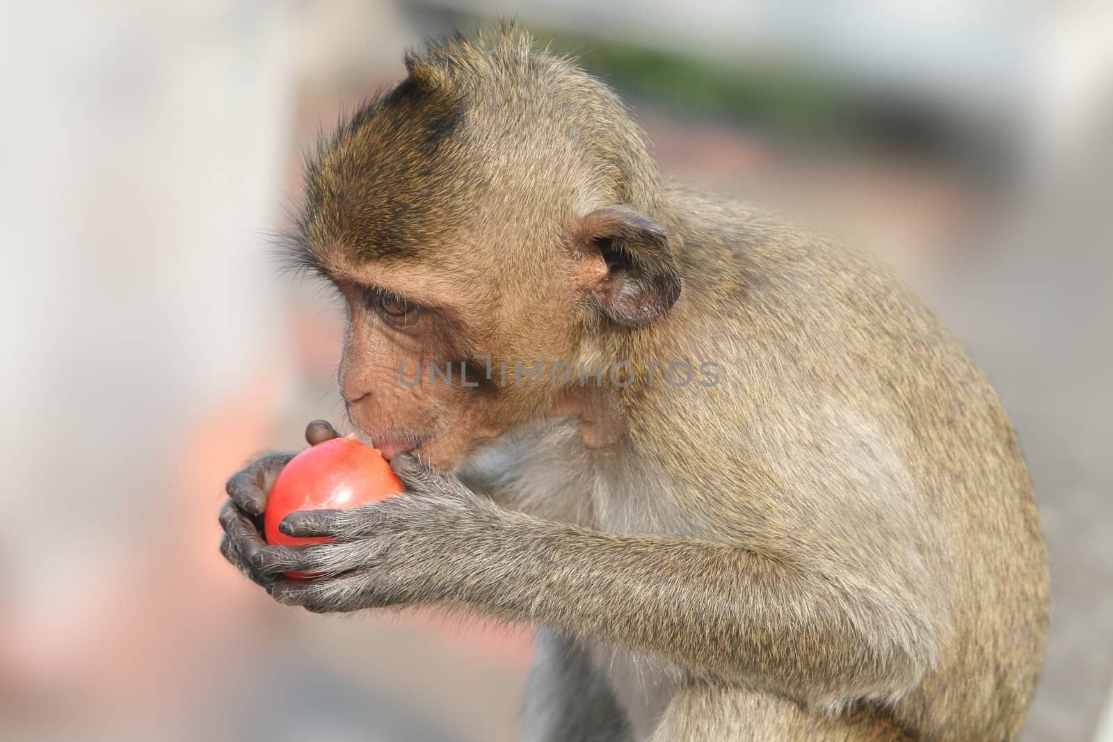 Little monkey eating tomato by vvvera