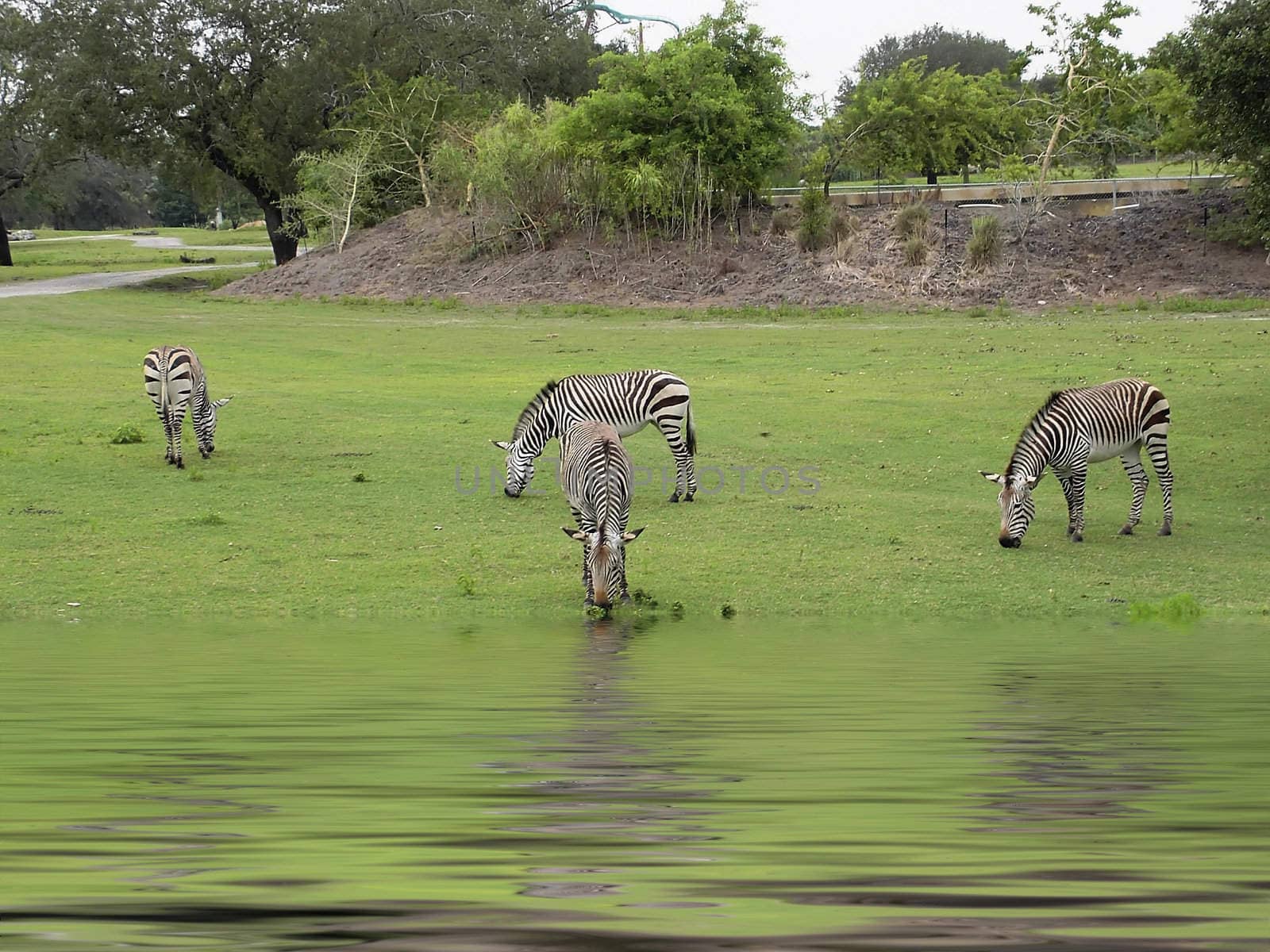 Herd of zebras drinking from waterhole in wildlife park
