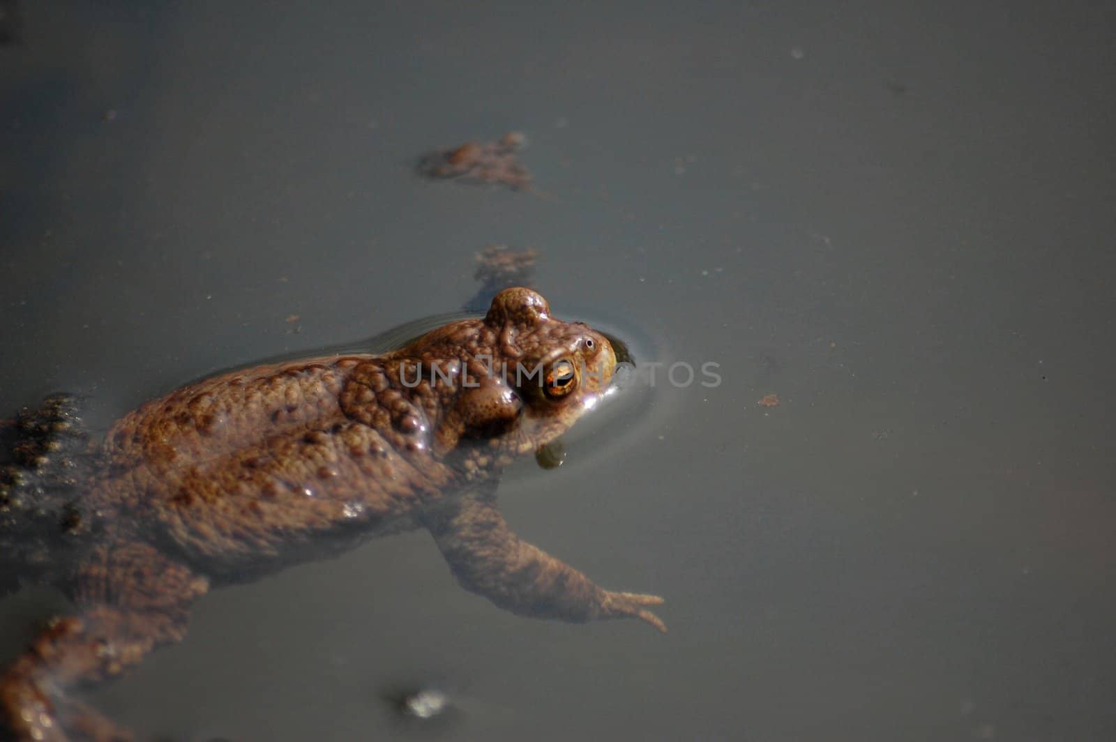 frog in the water in Poland