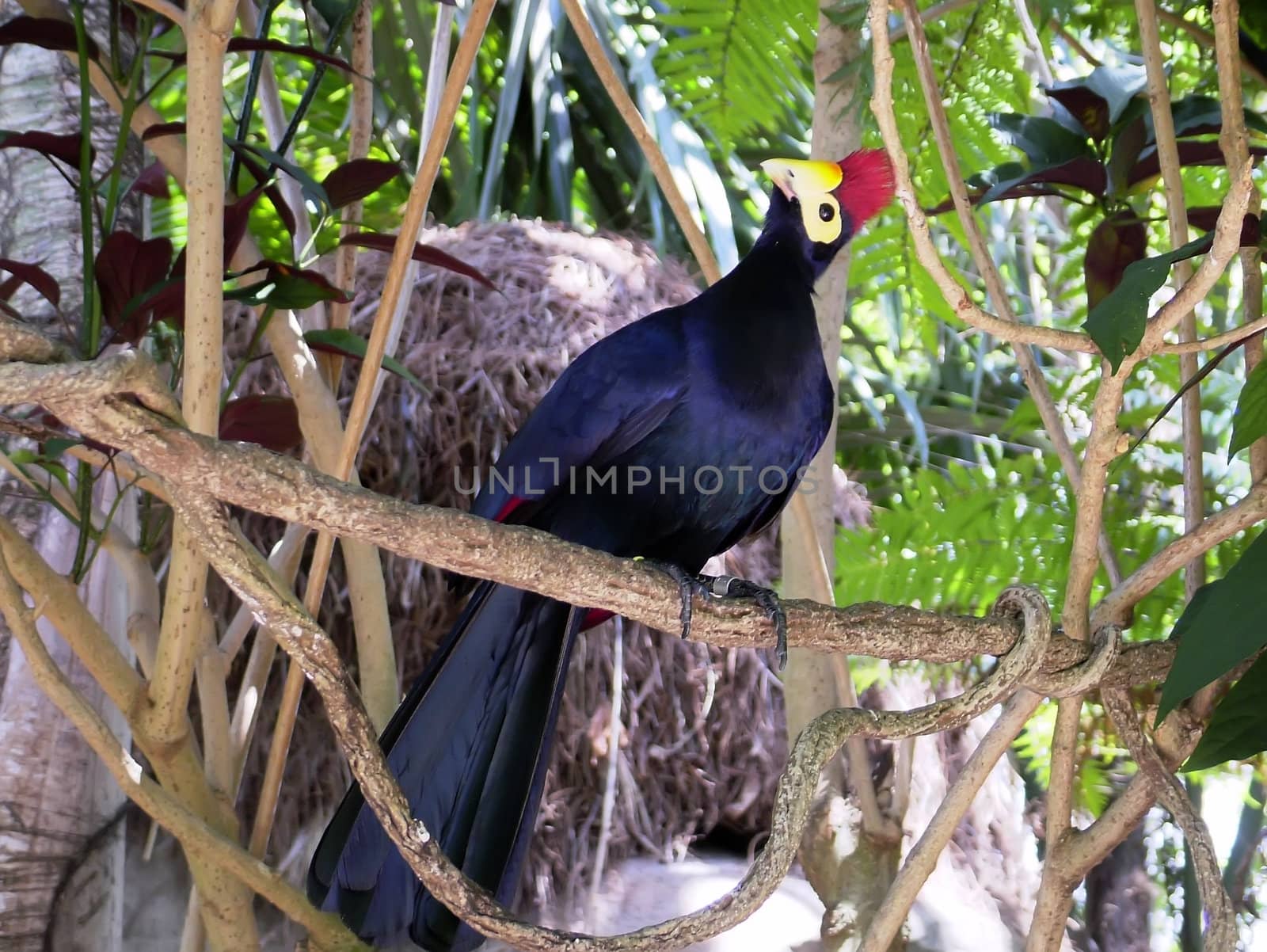 Exotic Bird Series - Photos depicting various birds found in the tropics