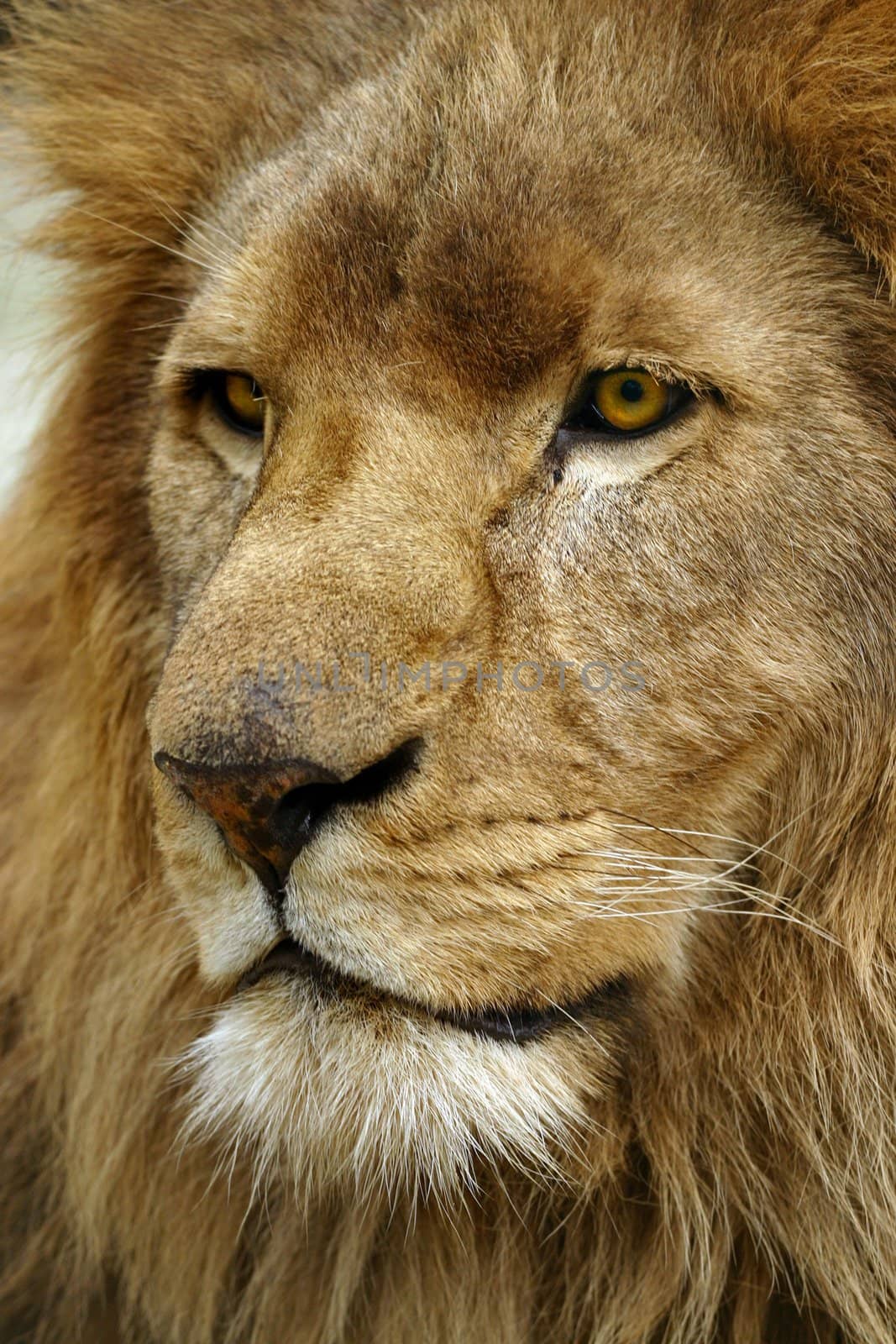 Close up portrait of lion