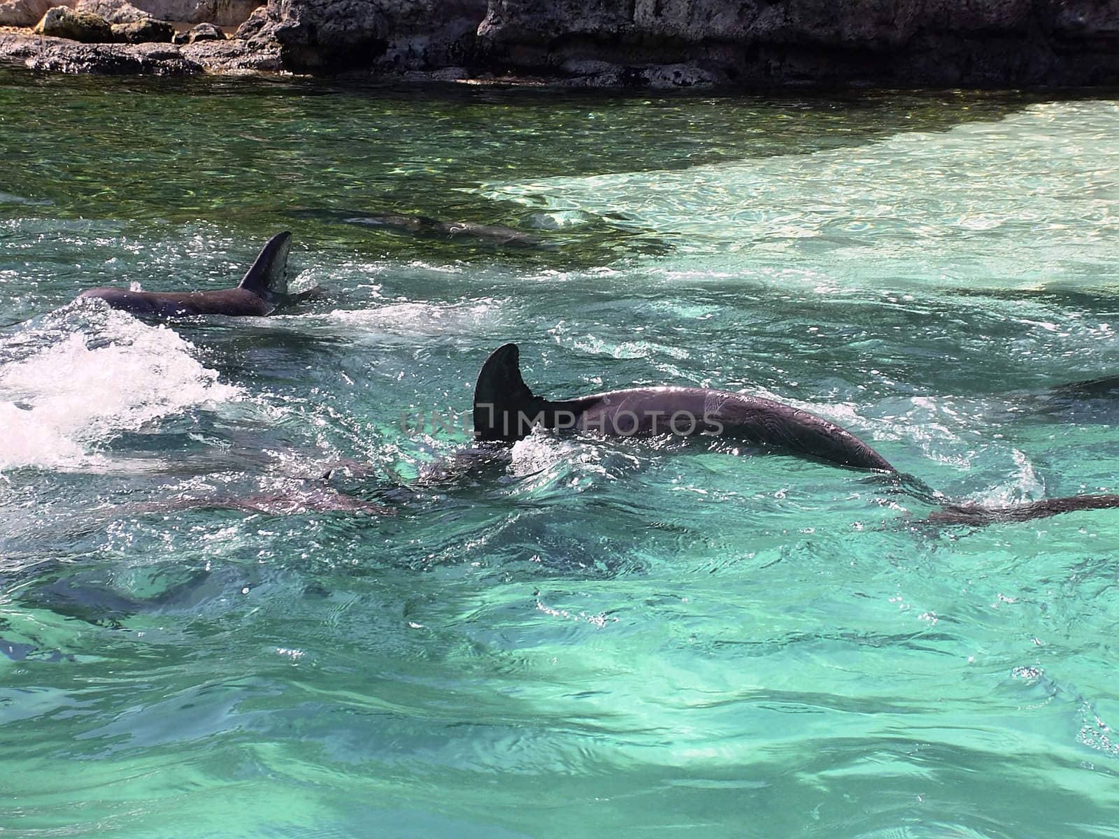 Man's greatest aquatic friend in various situations - The Bottlenose Dolphin