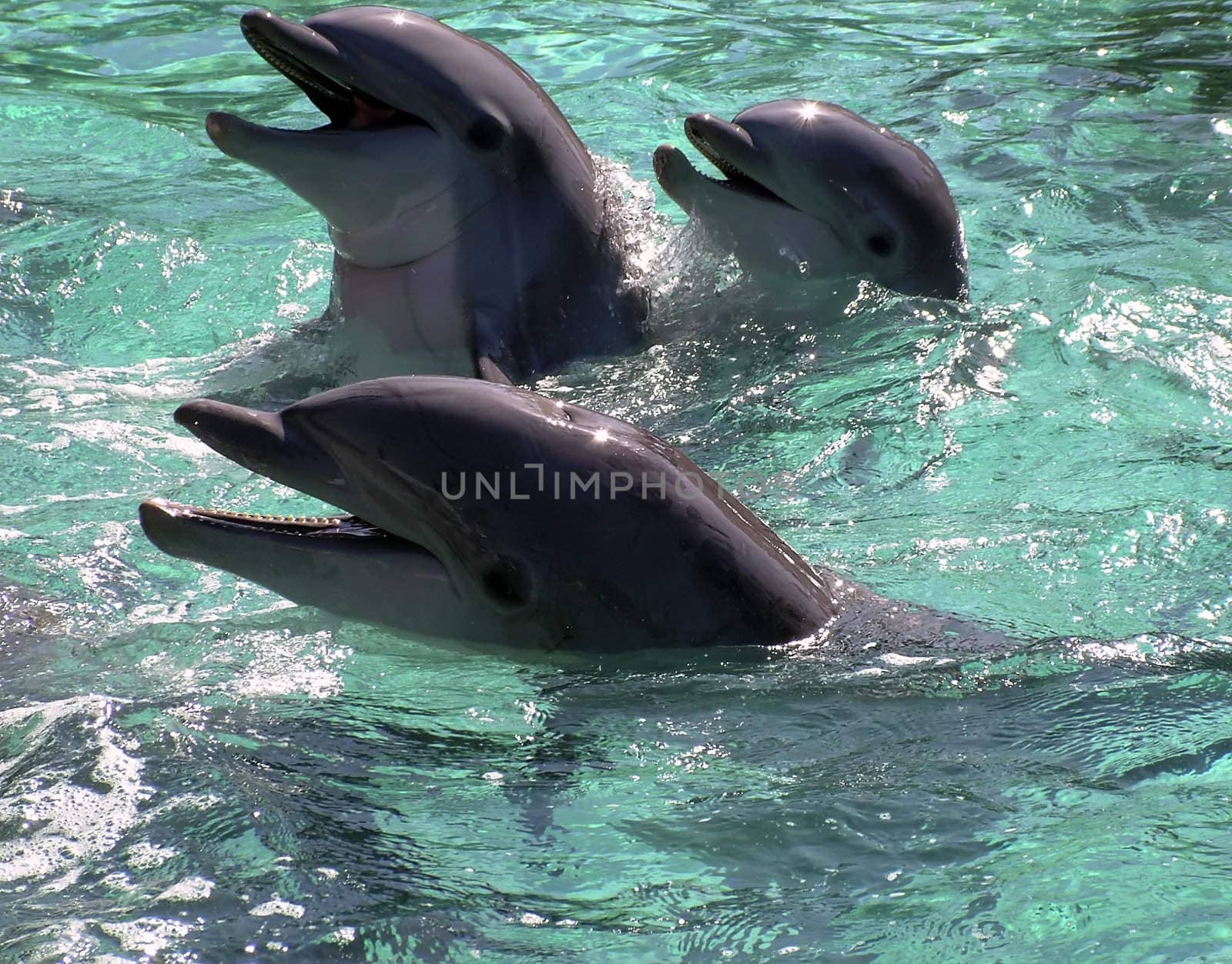 Dolphin Family by PhotoWorks