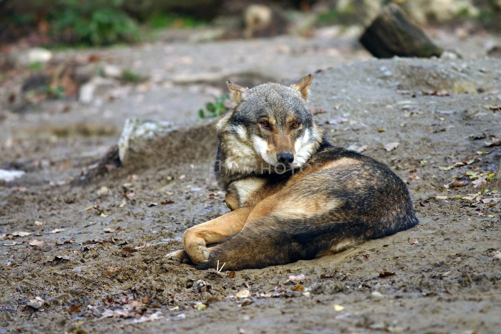 Wolf laying down lookin front