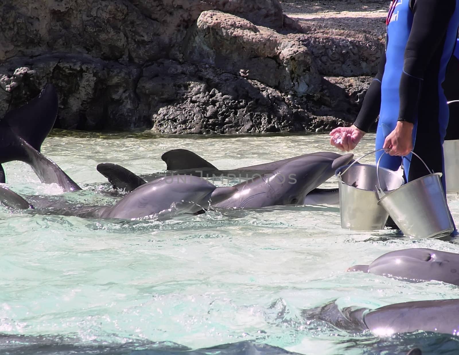 Dolphins by PhotoWorks