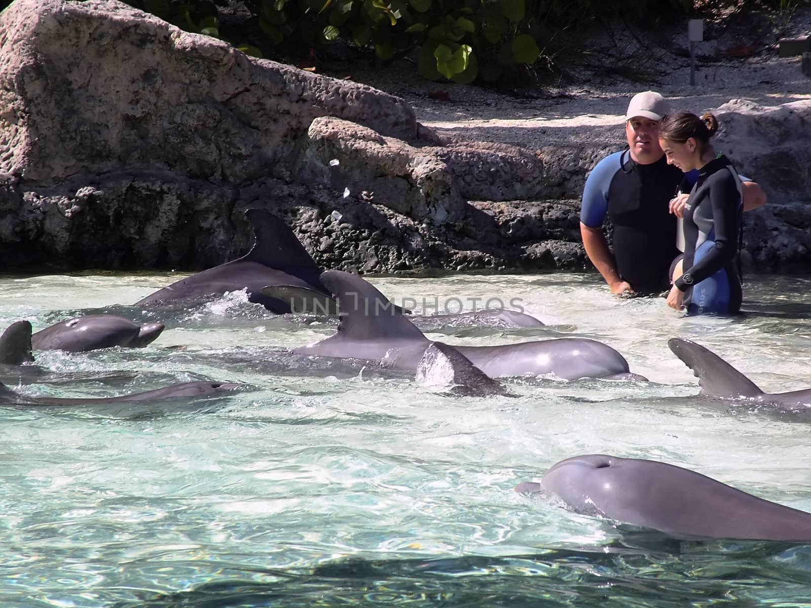 Man's greatest aquatic friend in various situations - The Bottlenose Dolphin