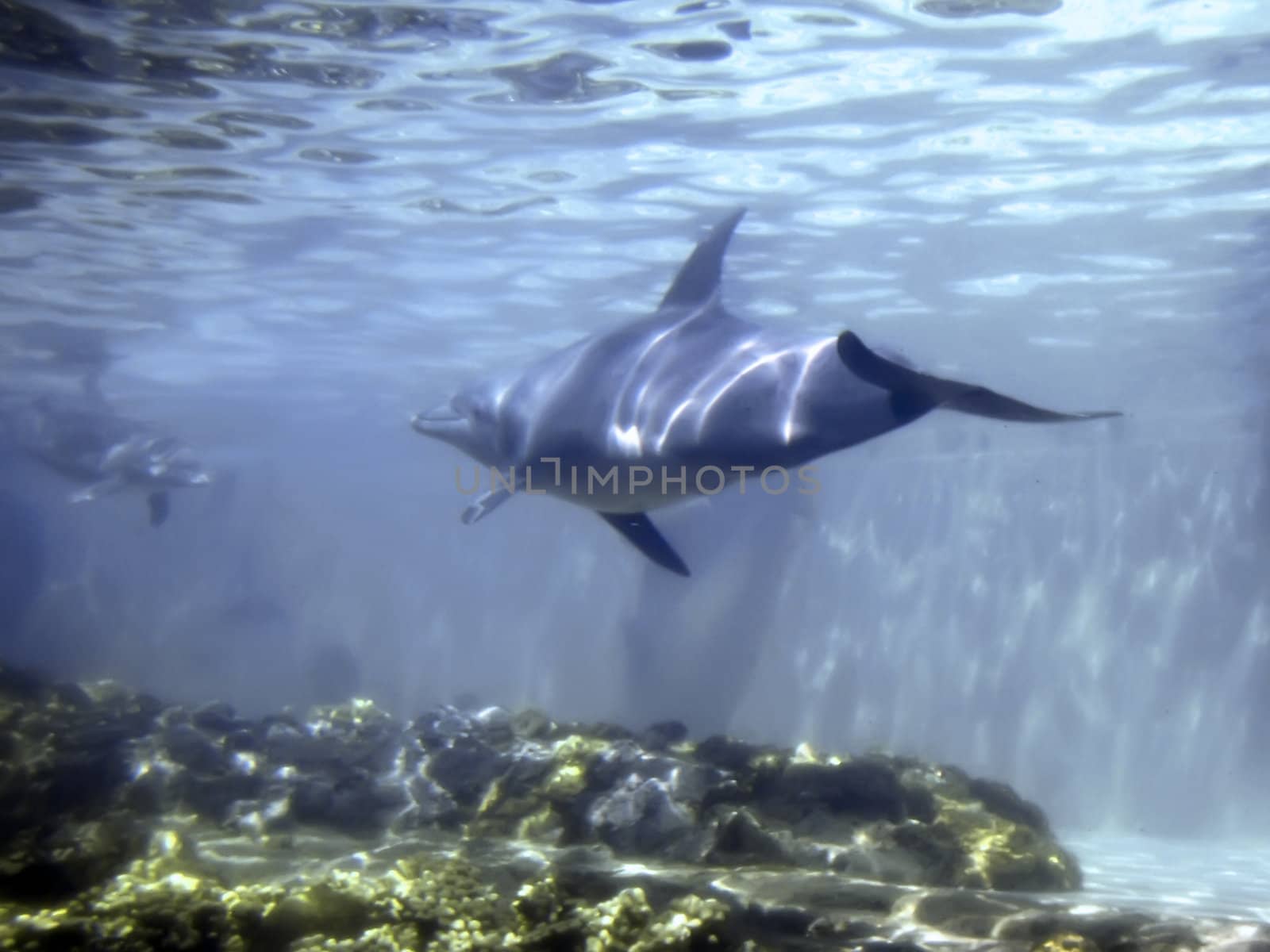 Man's greatest aquatic friend in various situations - The Bottlenose Dolphin