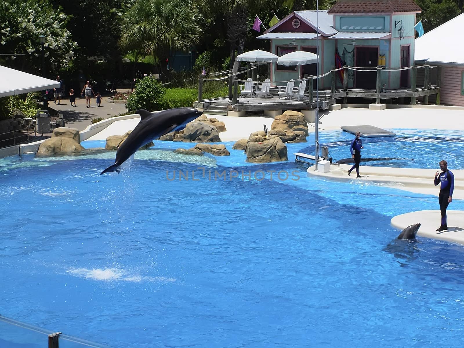 Man's greatest aquatic friend in various situations - The Bottlenose Dolphin