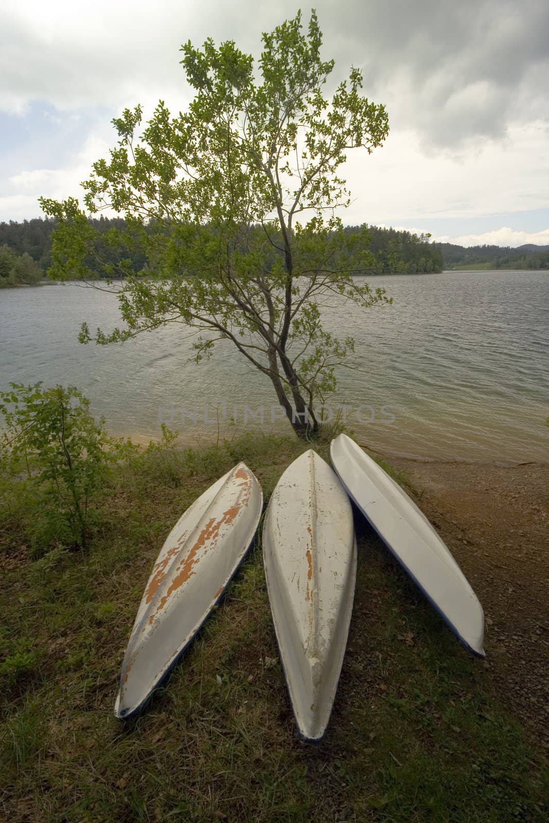 Boats on shore under the tree