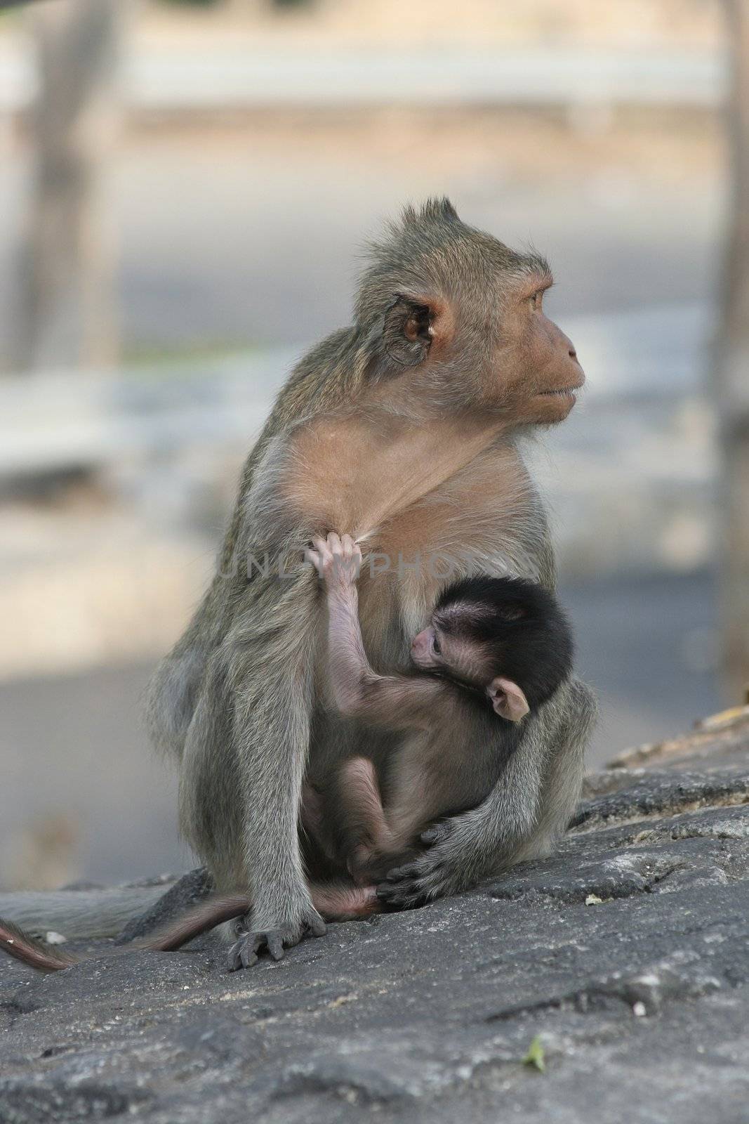 monkey holding her baby