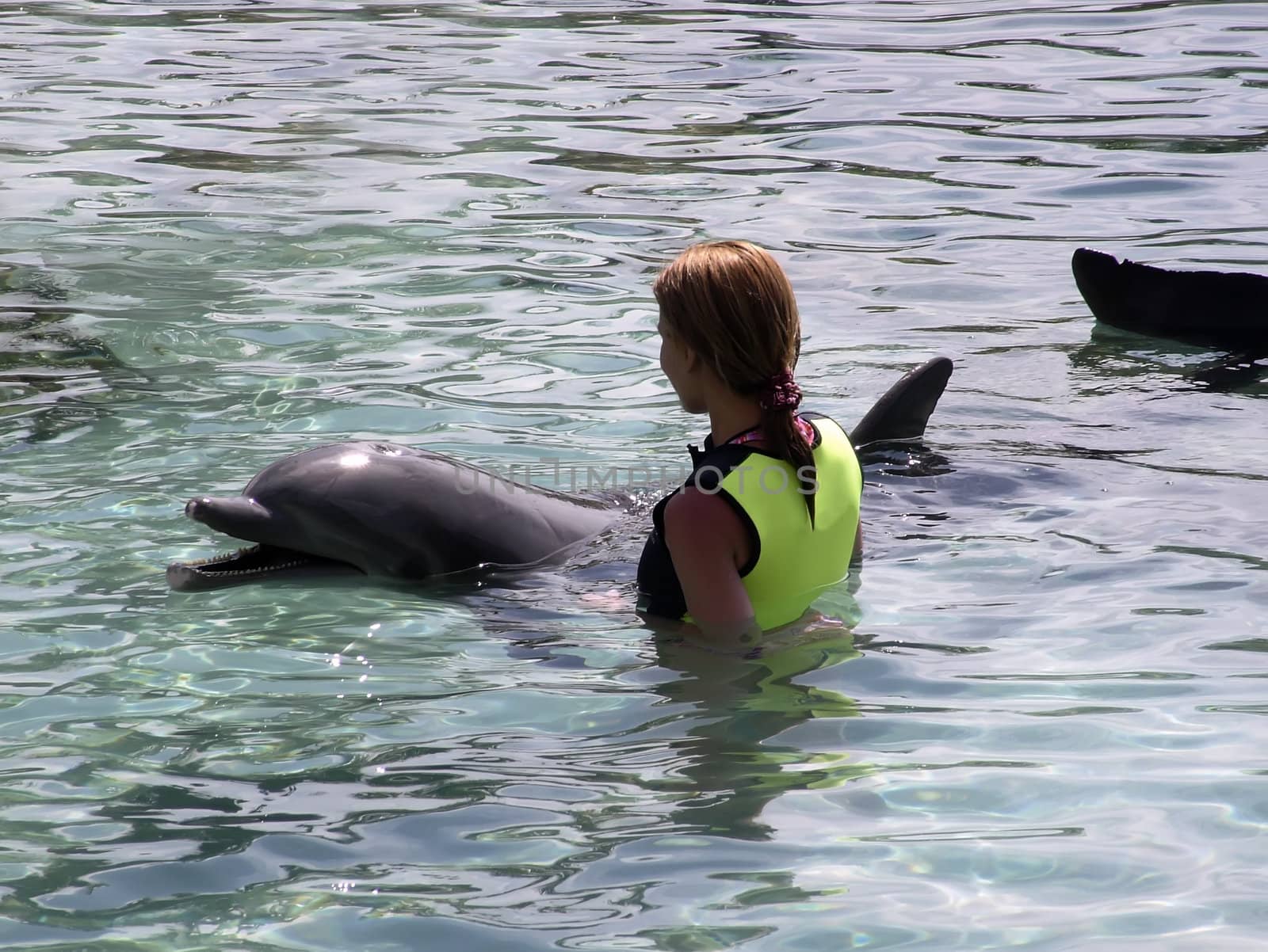 Man's greatest aquatic friend in various situations - The Bottlenose Dolphin