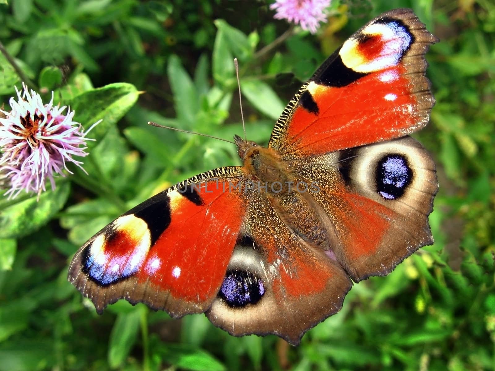 beautiful butterfly, sitting on a foliage flowers