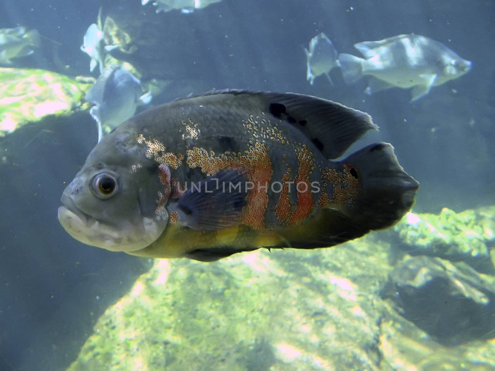 Underwater shot of large grouper fish in the Med