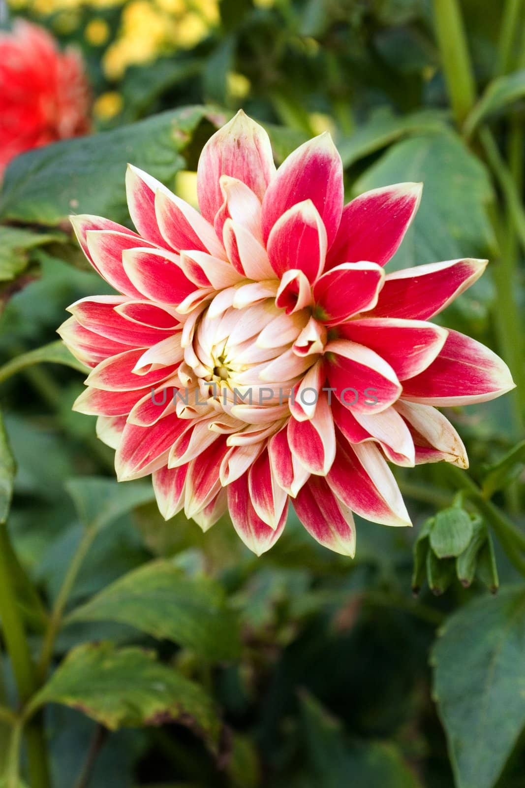 Rose dahlia with a bud