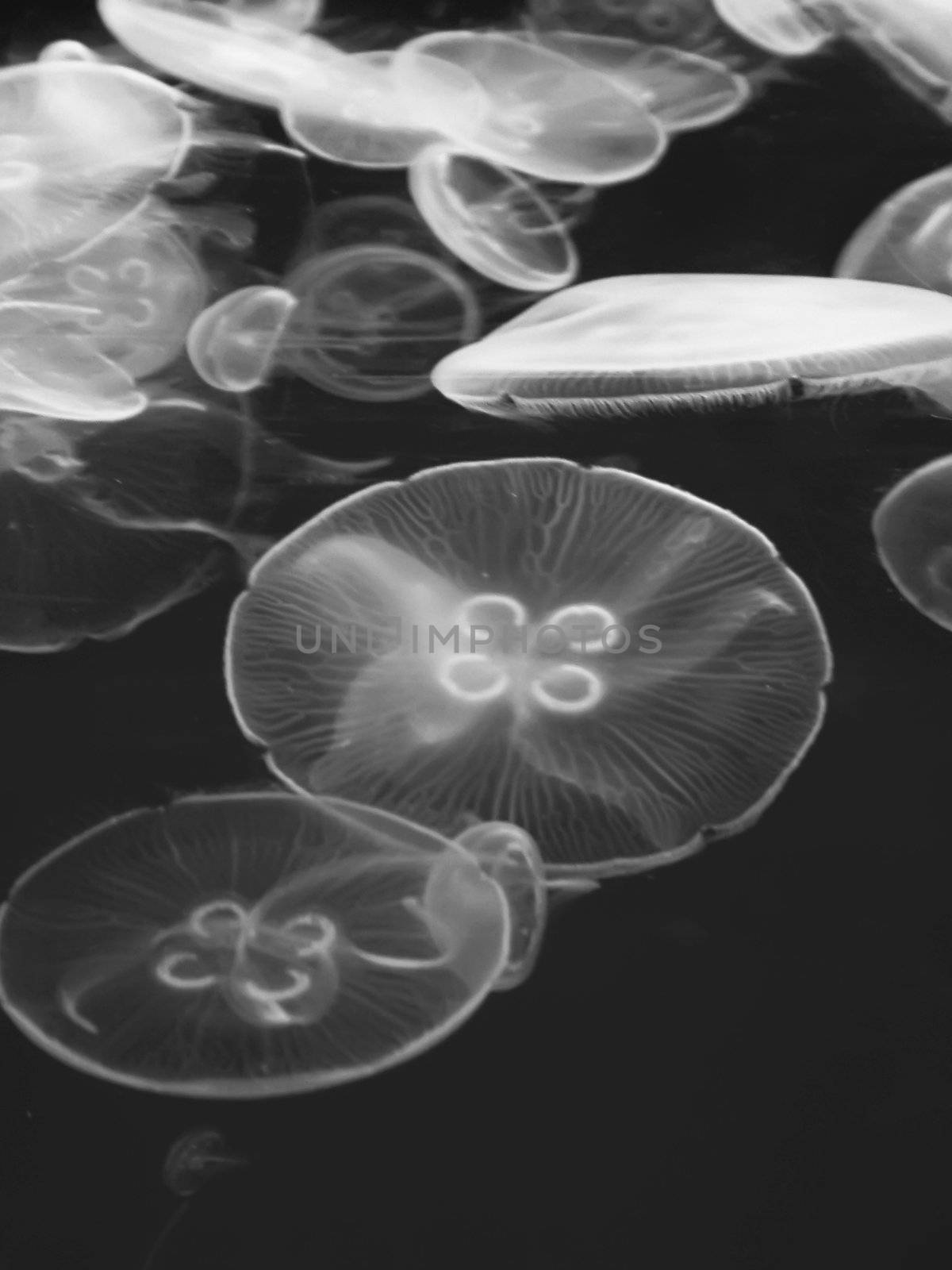 JellyFish by PhotoWorks