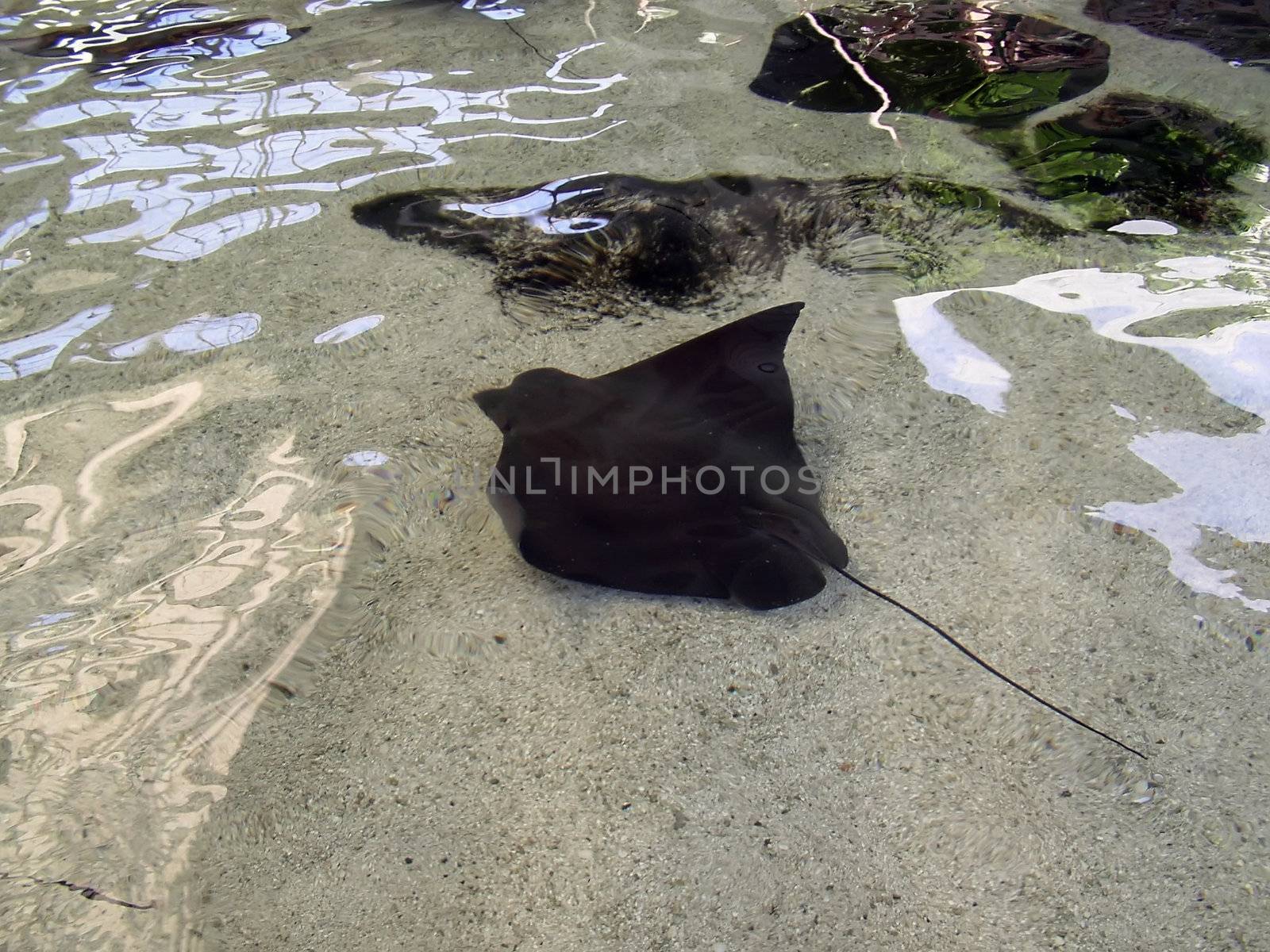 Sting Ray by PhotoWorks