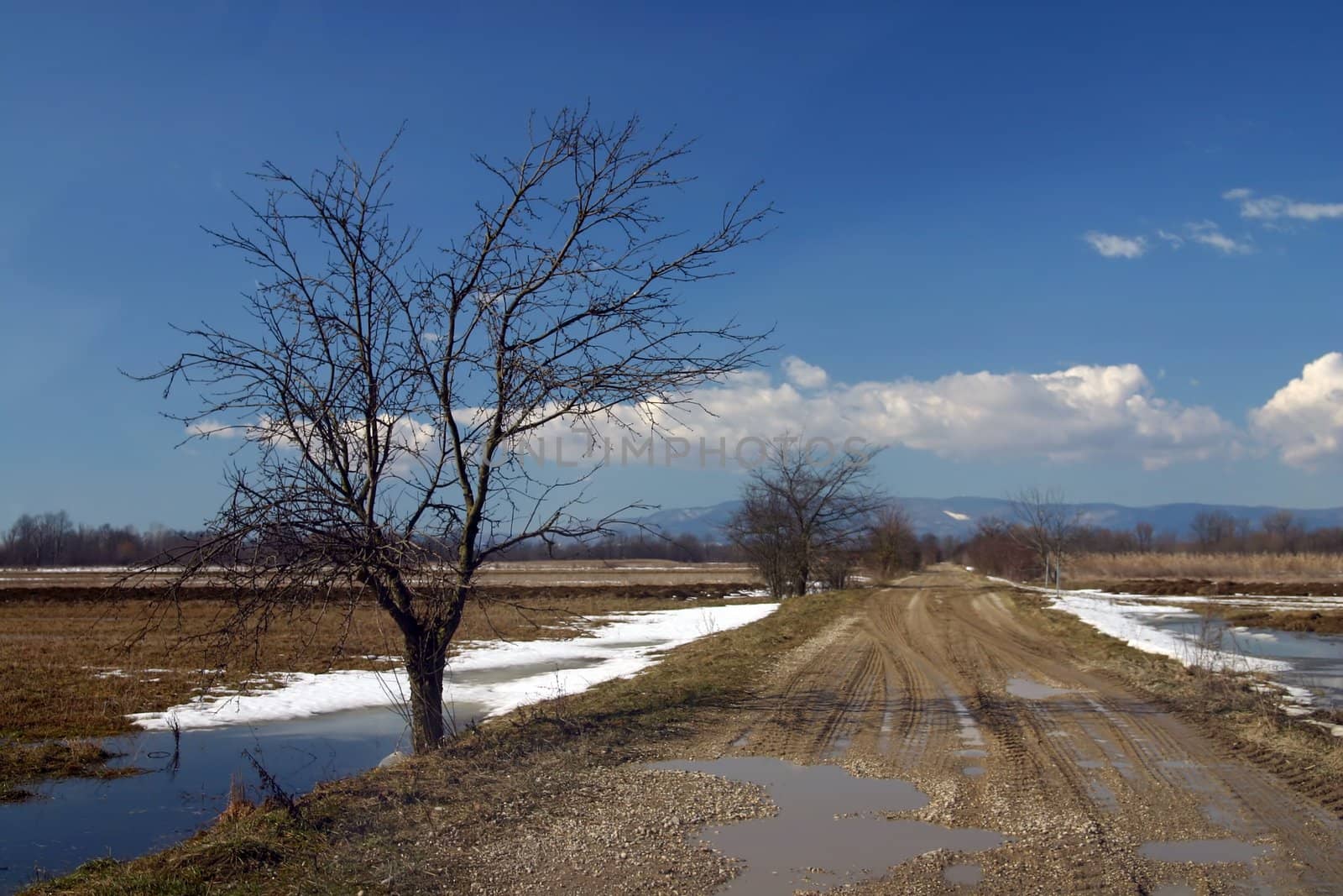 Tree near path with blue sky and white clouds