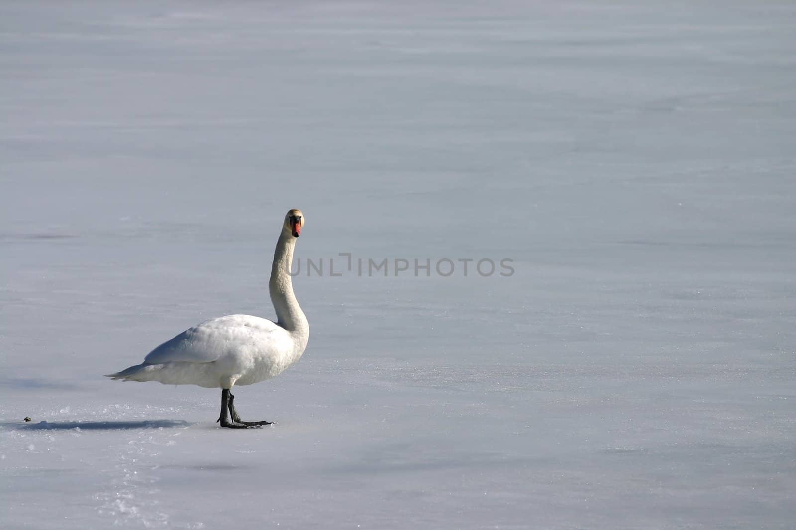 Lonely swan on frozen lake 