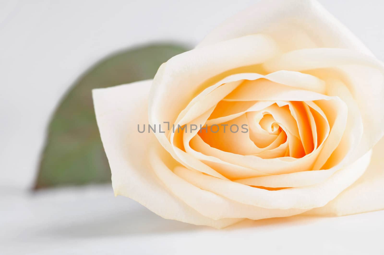 Delicate beige rose by elenathewise