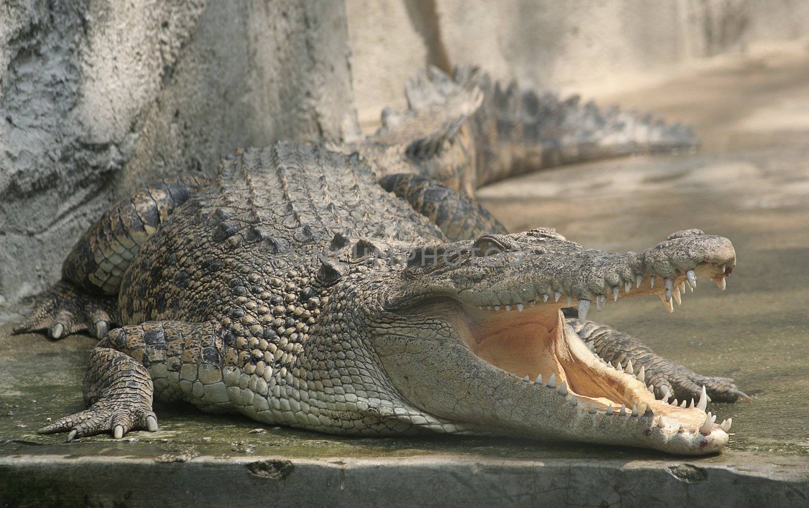 Crocodilie with open mouth