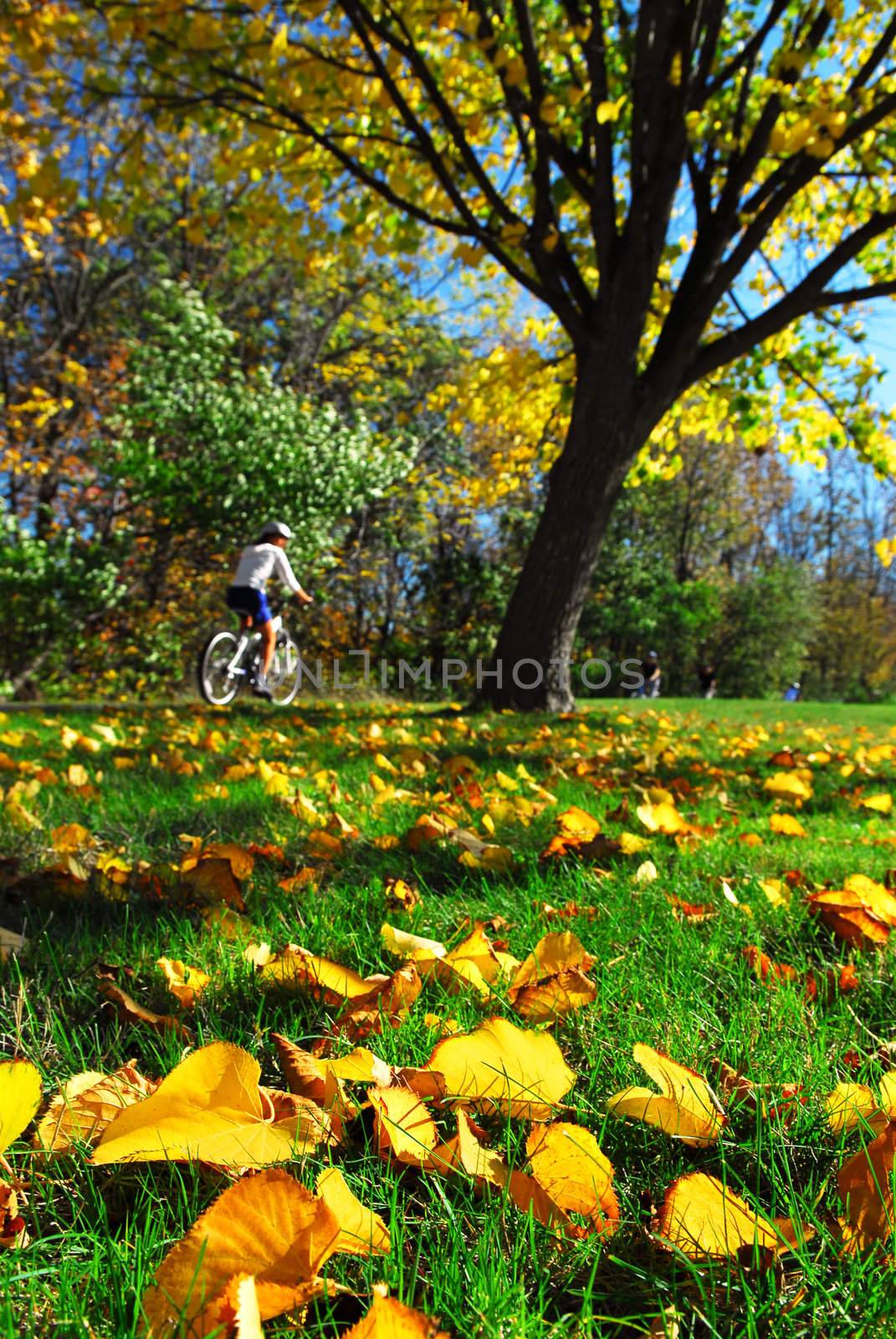 View of biking trail in the fall, golden fallen leaves in the foreground