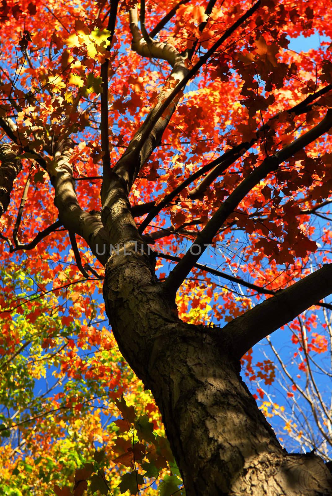 Autumn maple tree with red leaves in the fall forest