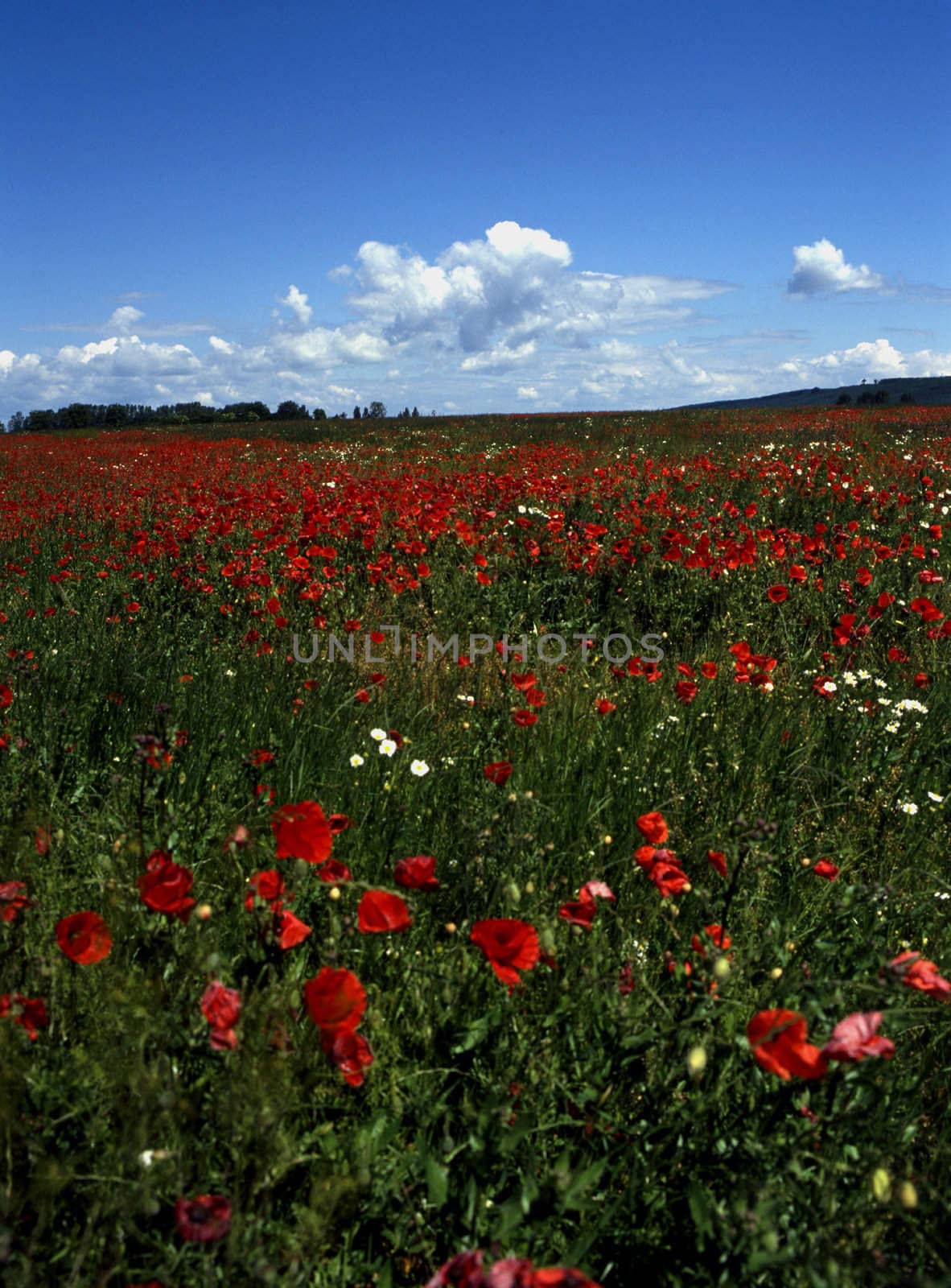 Puppy field by jol66