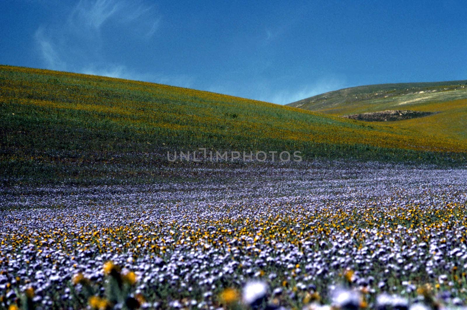 Field of blooming flowers