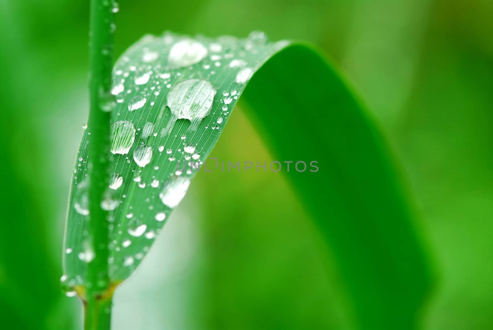 Big water drops on a green grass blade, macro