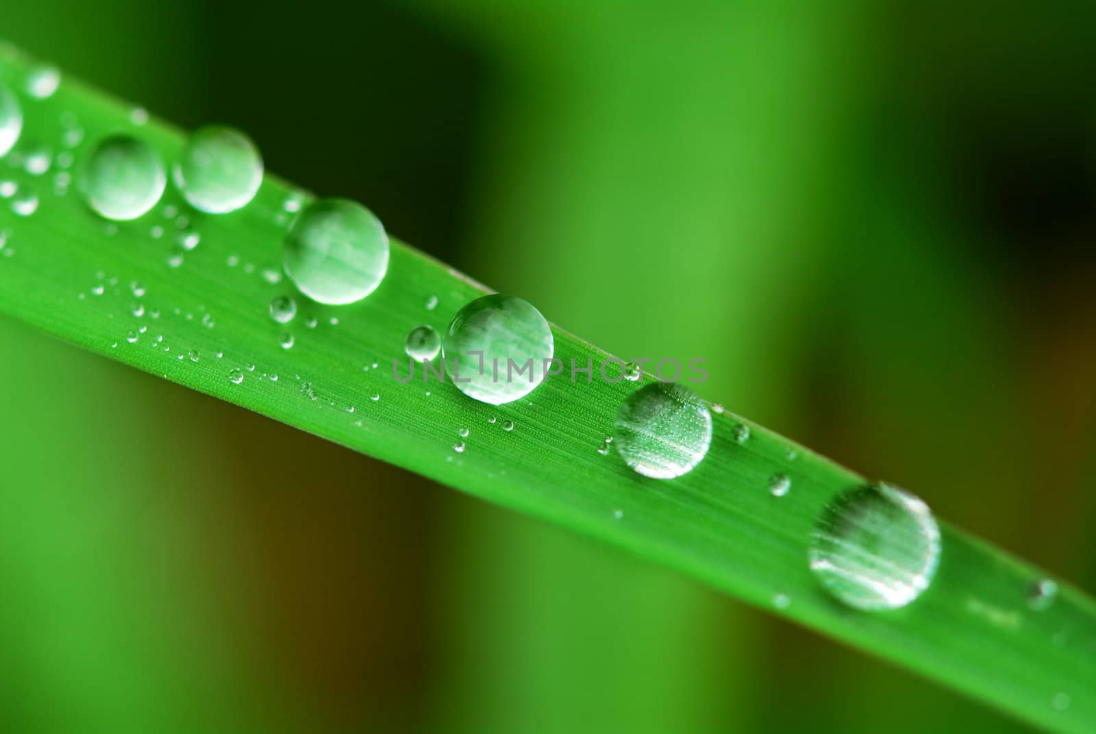 Big water drops on a green grass blade, extreme macro