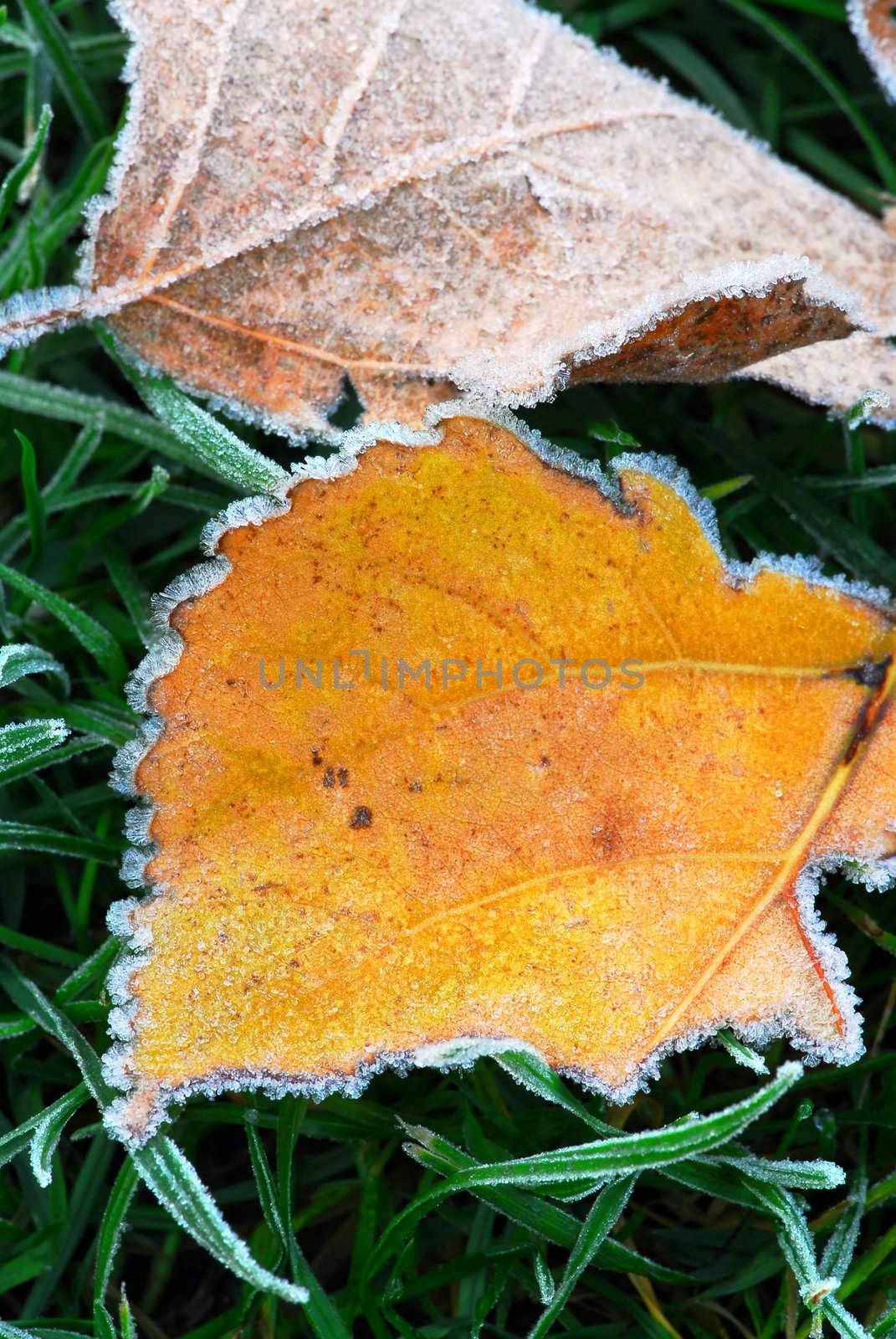 Two frosty fallen leaves lying on frozen grass on a cold fall morning