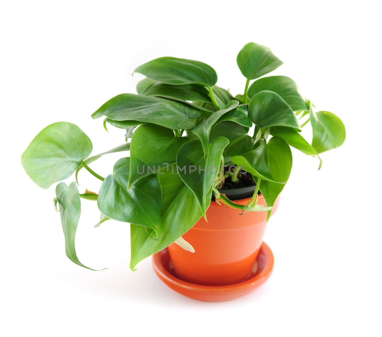 Green trailing houseplant isolated on white background