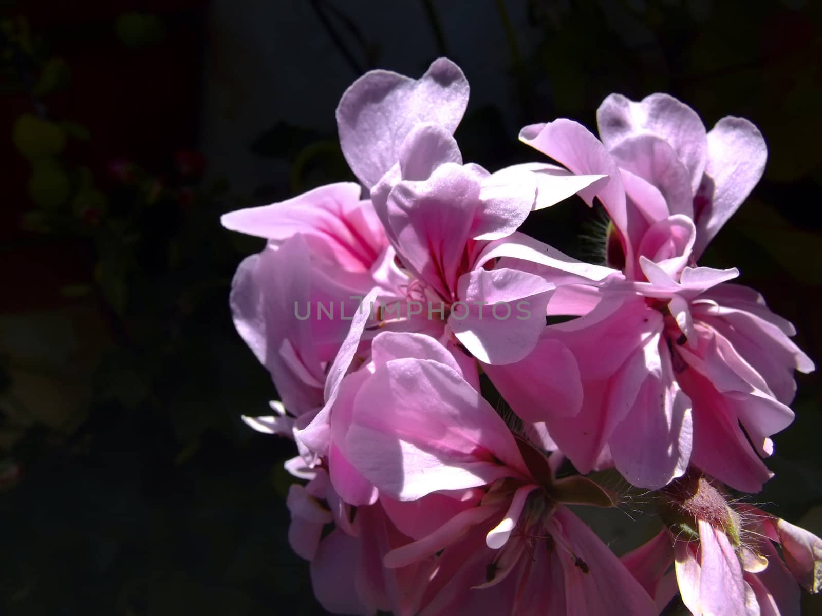 Flora Series - Images depicting various types of Mediterranean flowers