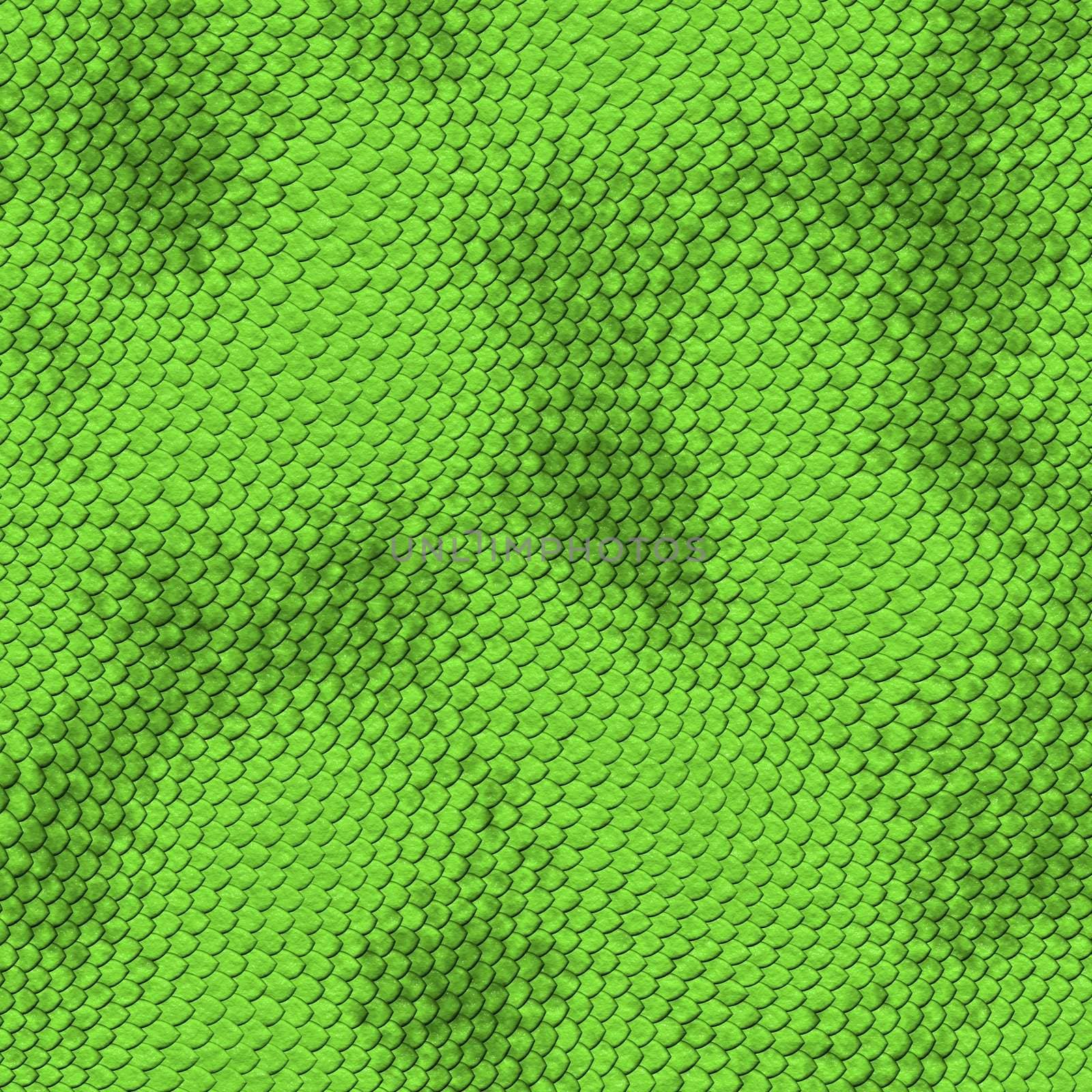 green snake skin by clearviewstock