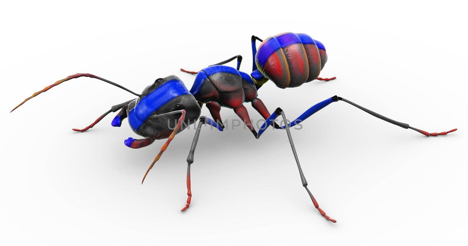 An ant with a blue stripe painted straight down his body!