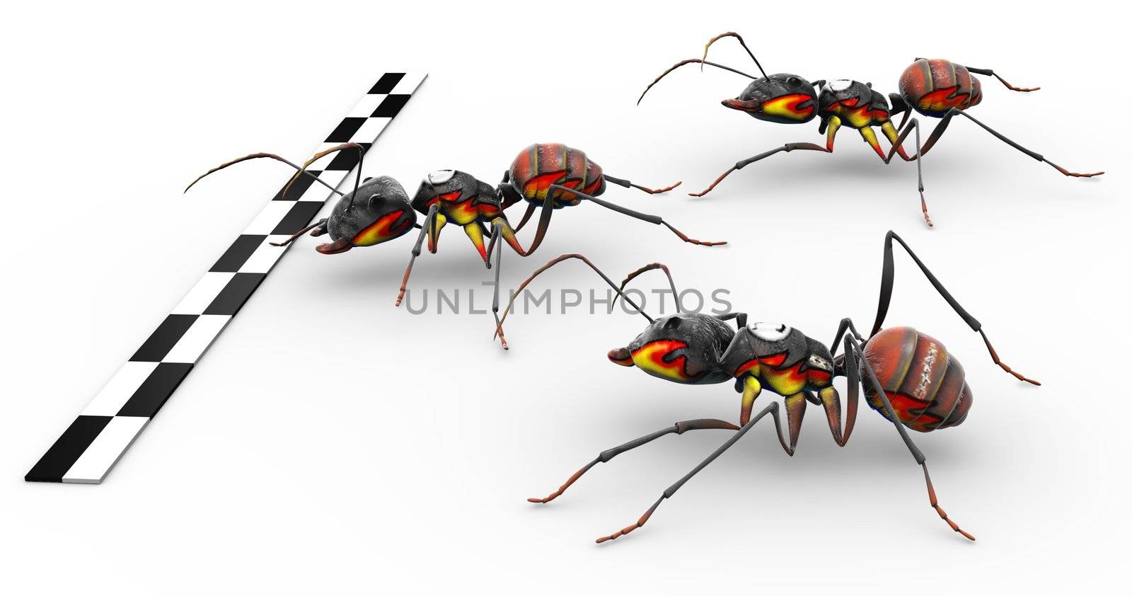 Three fire ants crossing the finish line ready for victory. 