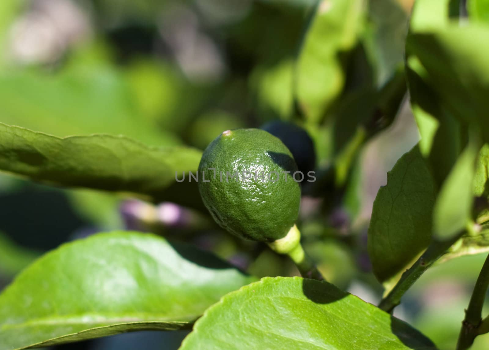 Close up of a baby lemon.