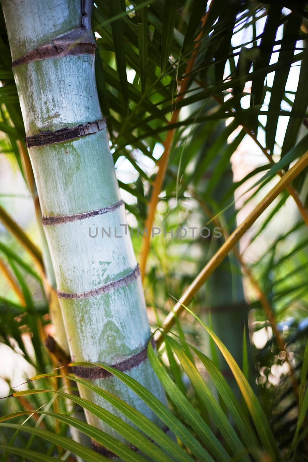 Portrait shot of a palm tree trunk in the afternoon sun.