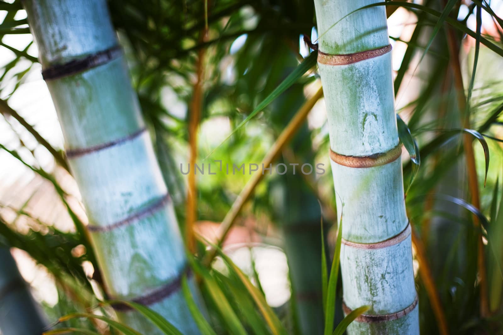 Palm tree trunks.