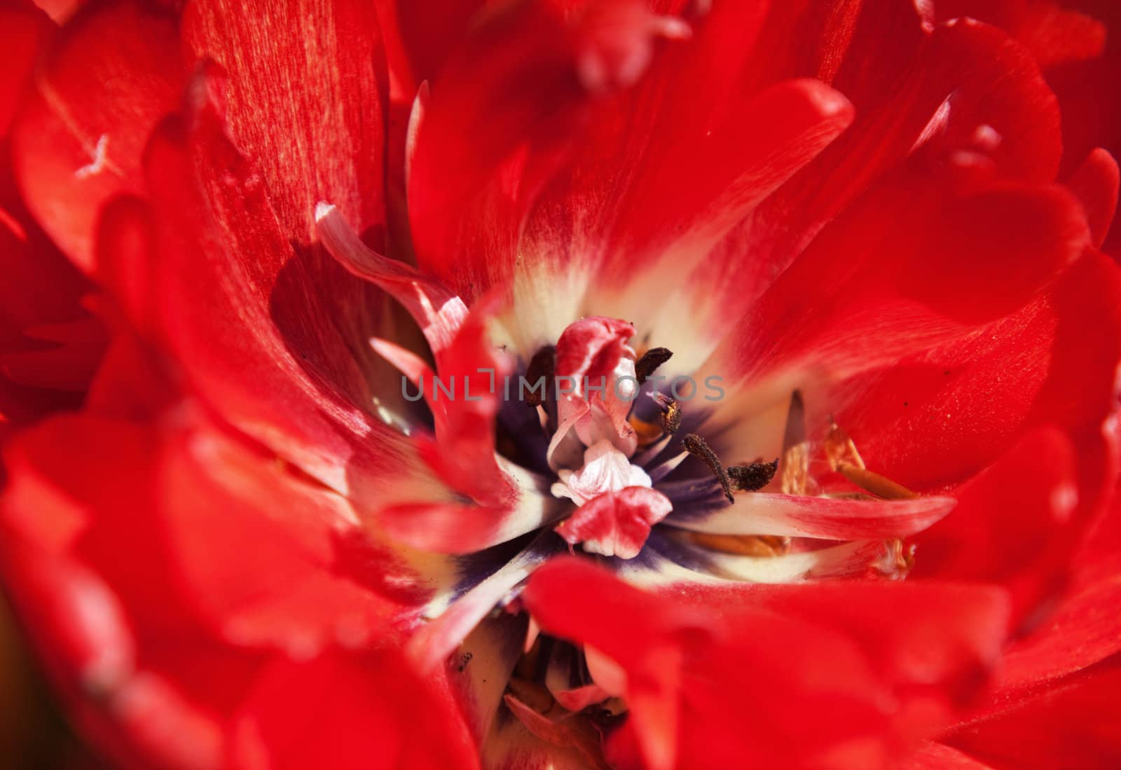abstract floral background - closeup photo of red flower, selective focus