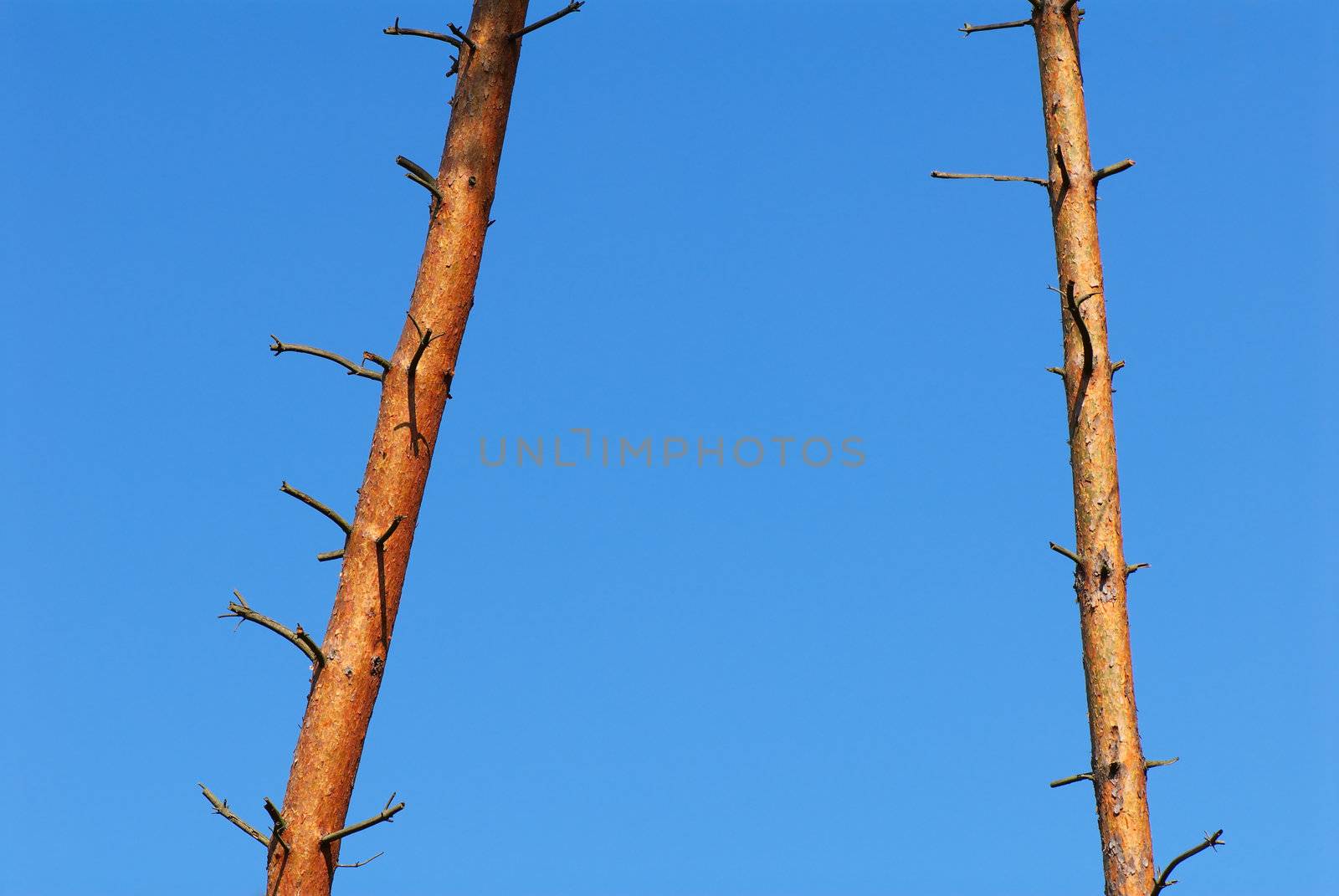 Two trunks of the pine, prepared for lumberjack works