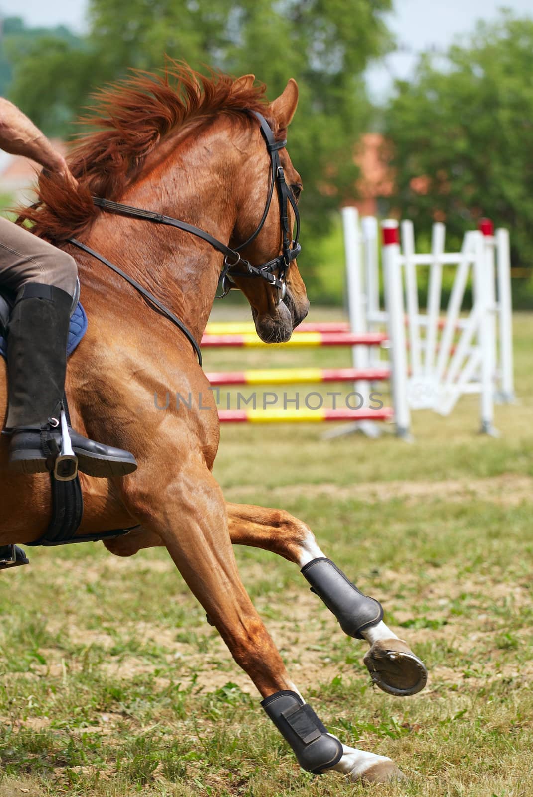 Competition of horses. Movement on turn.