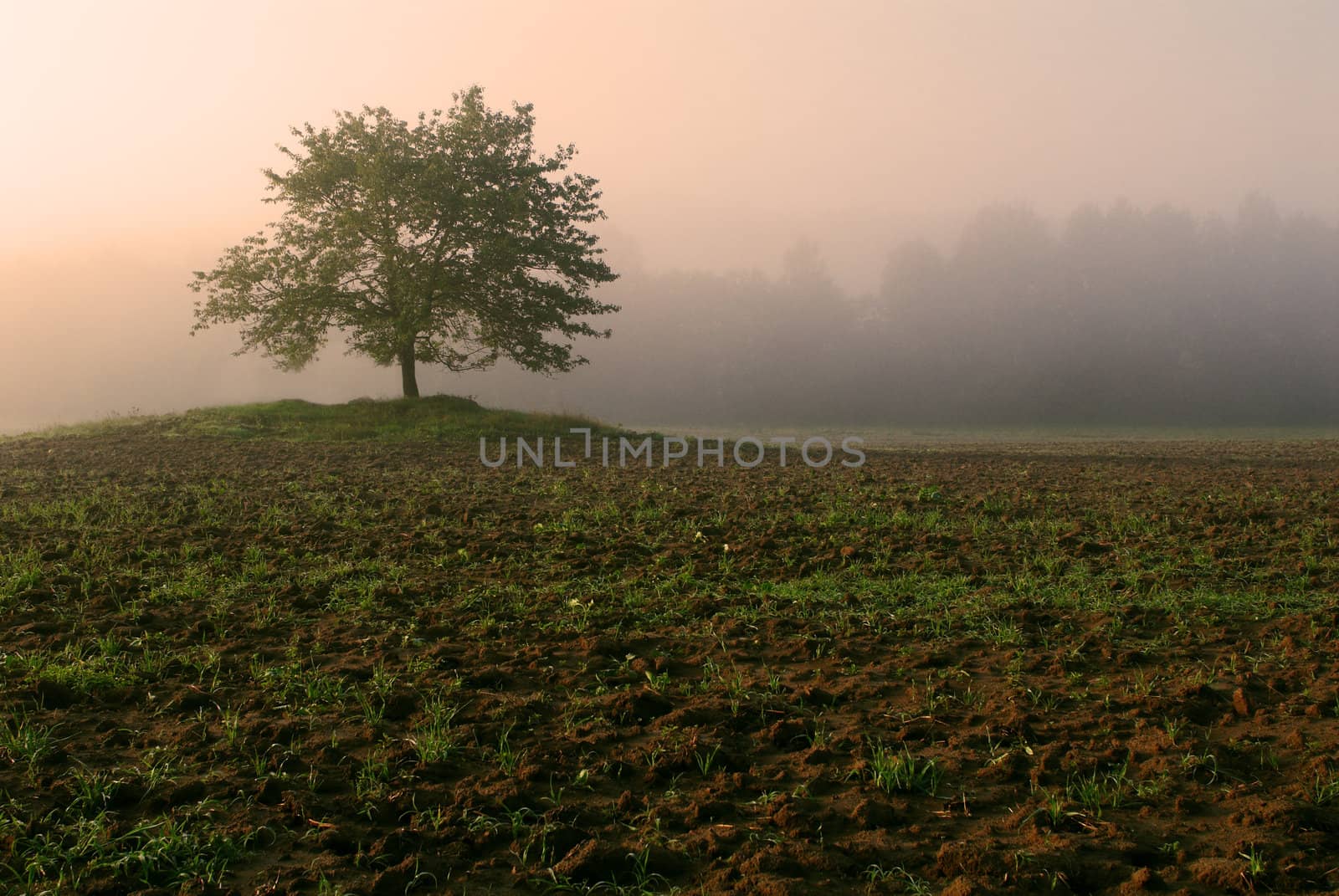 Spring morning by Kamensky