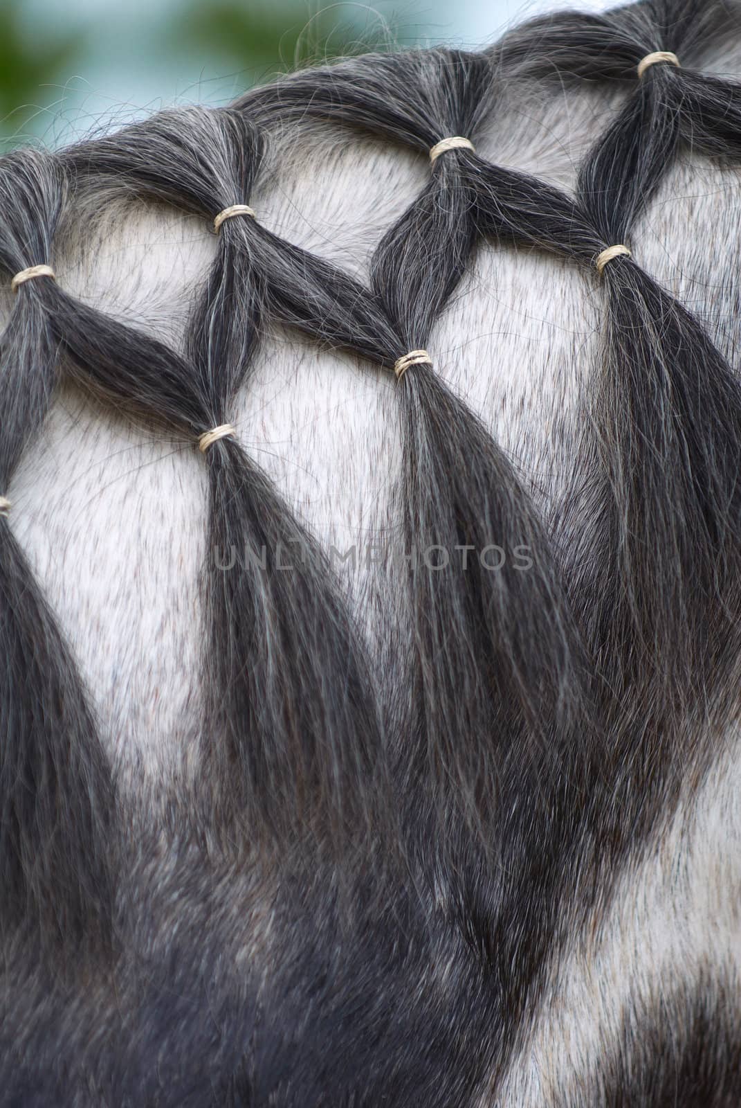 The brushed mane of a horse. A close up