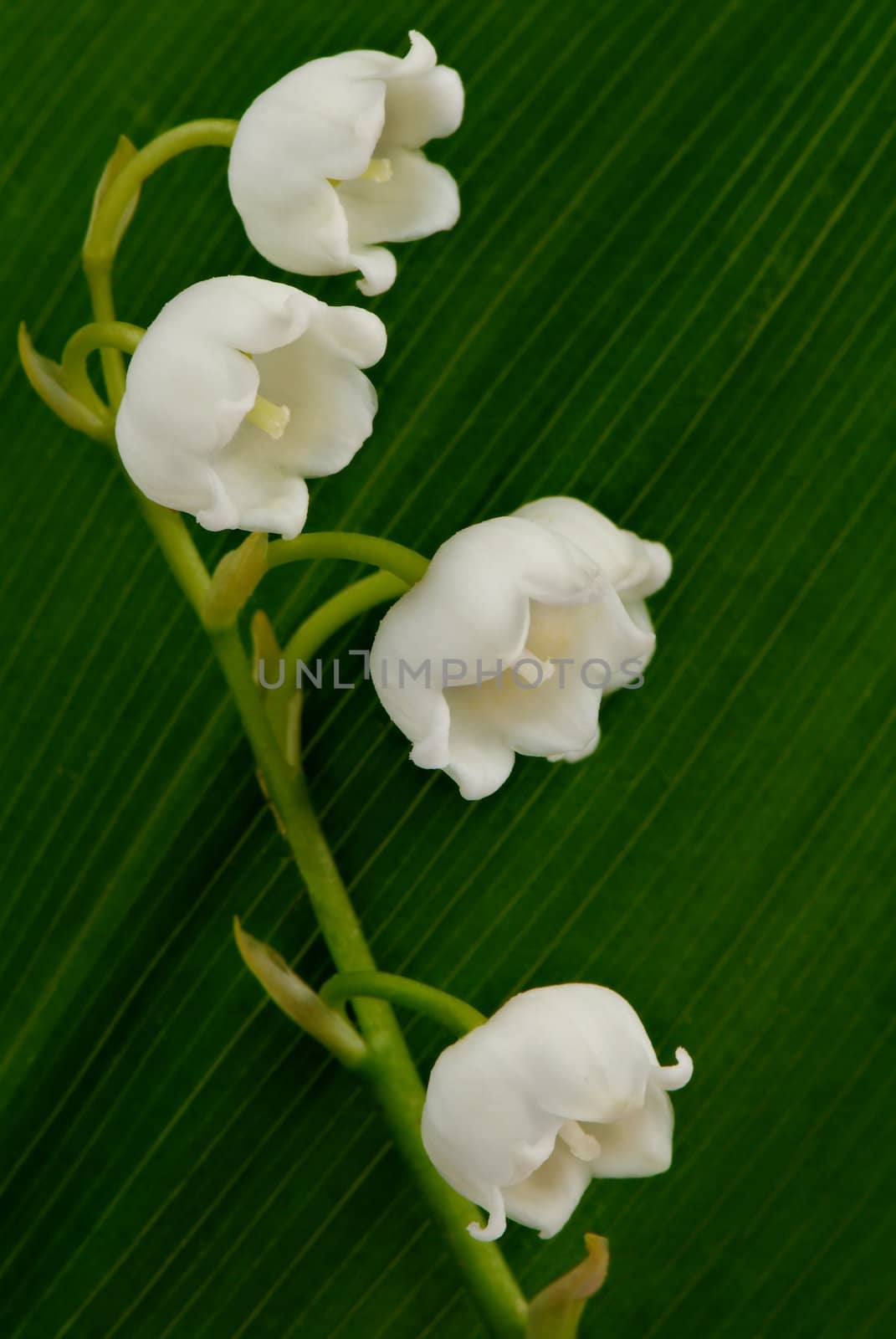 Lily of the valley by Kamensky