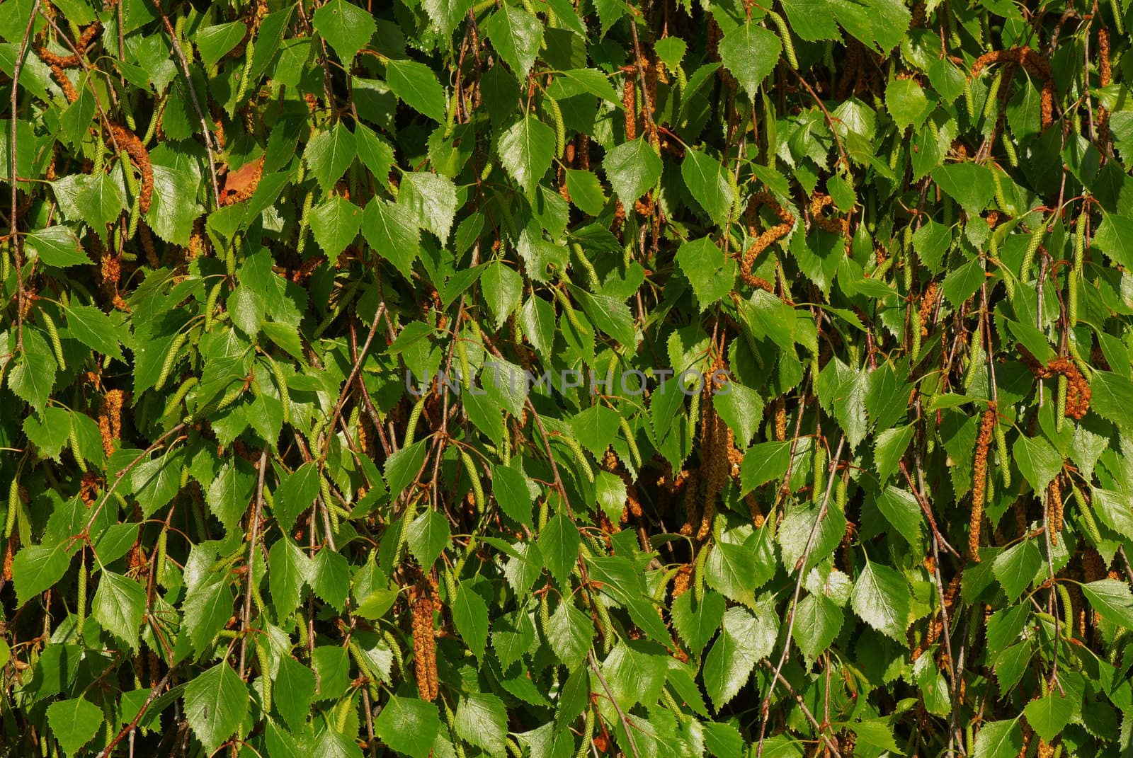 Birch branches by Kamensky