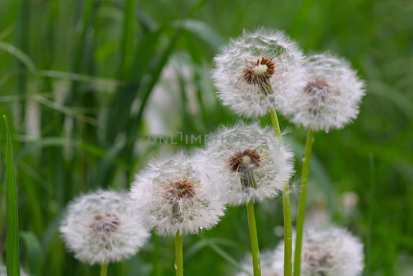 Close up of group a dandelion on blurred  green background