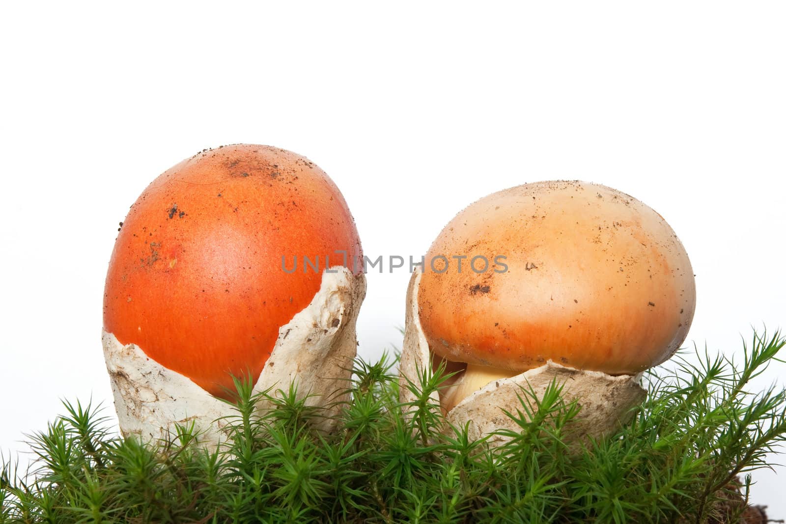two young Amanita Caesarea mushrooms on moss isolated on white background