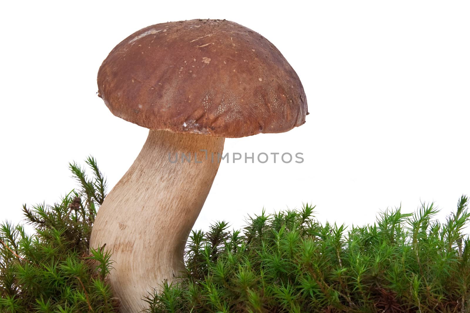 One boletus edulis mushroom on moss isolated on white background