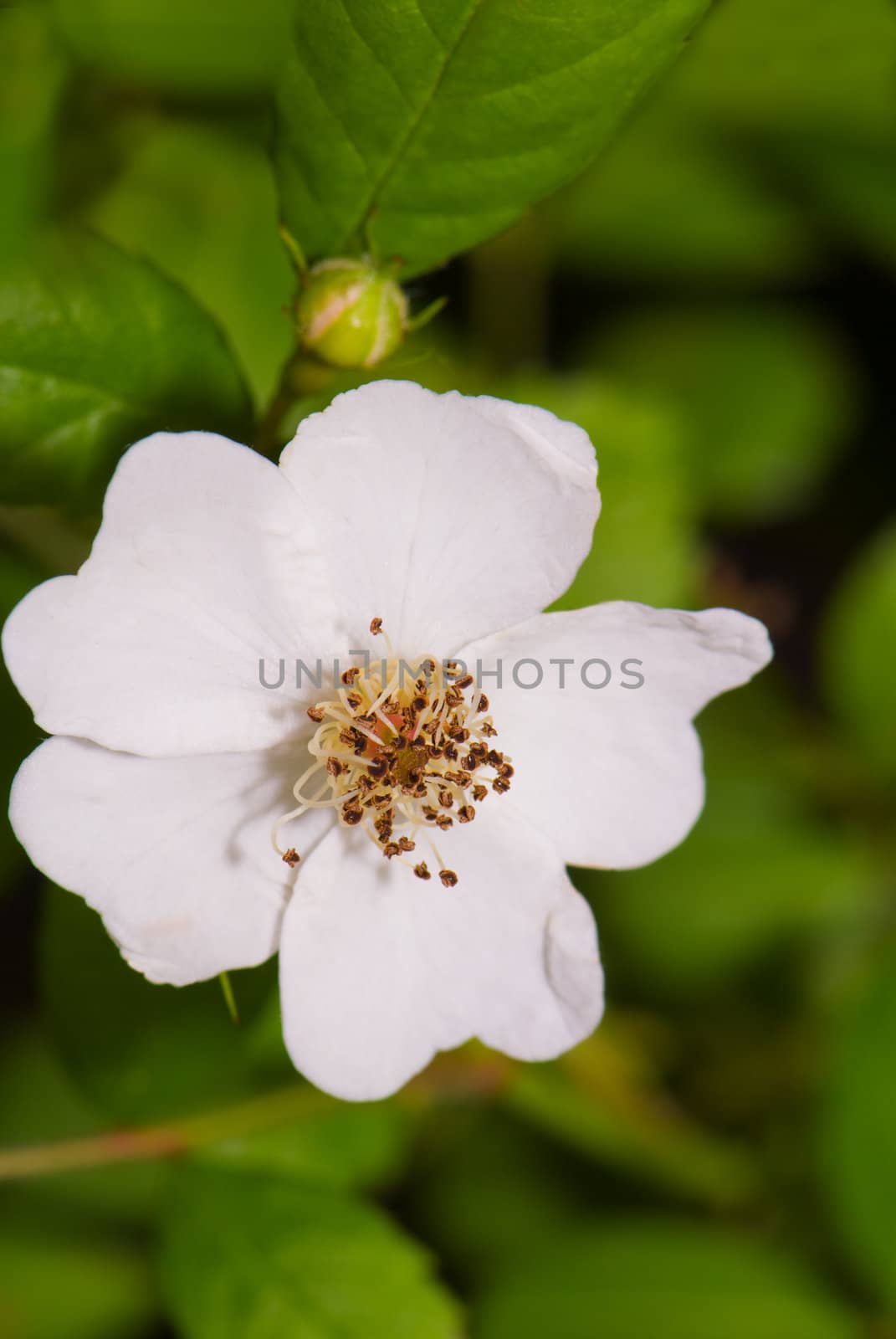 Wildrose flower with leaves and a bud 